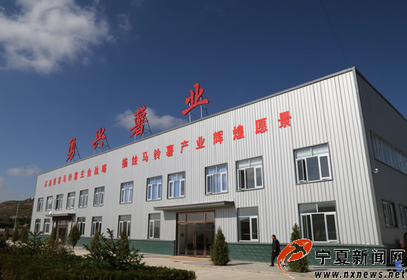 【網絡媒體“走轉改”】西吉縣扶貧攻堅“特色產業”帶動闖出新路子